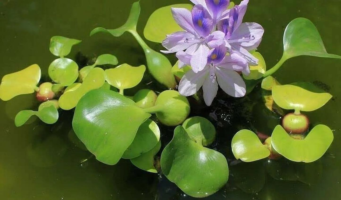 5 water hyancinth - floating water garden pond plant