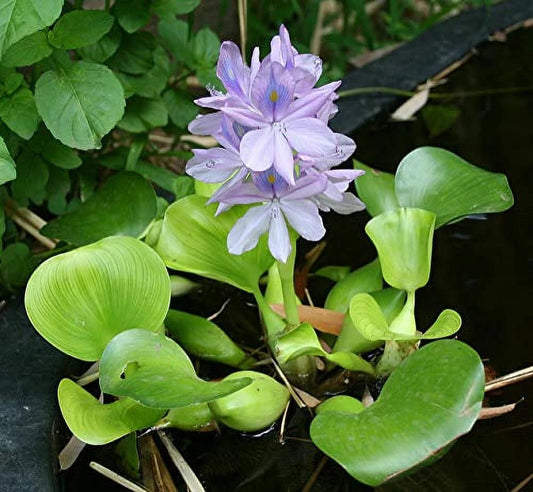 5 water hyancinth - floating water garden pond plant