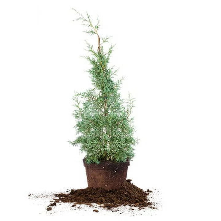 3 gal. carolina sapphire cypress tree - fast growing - unique blue green foliage