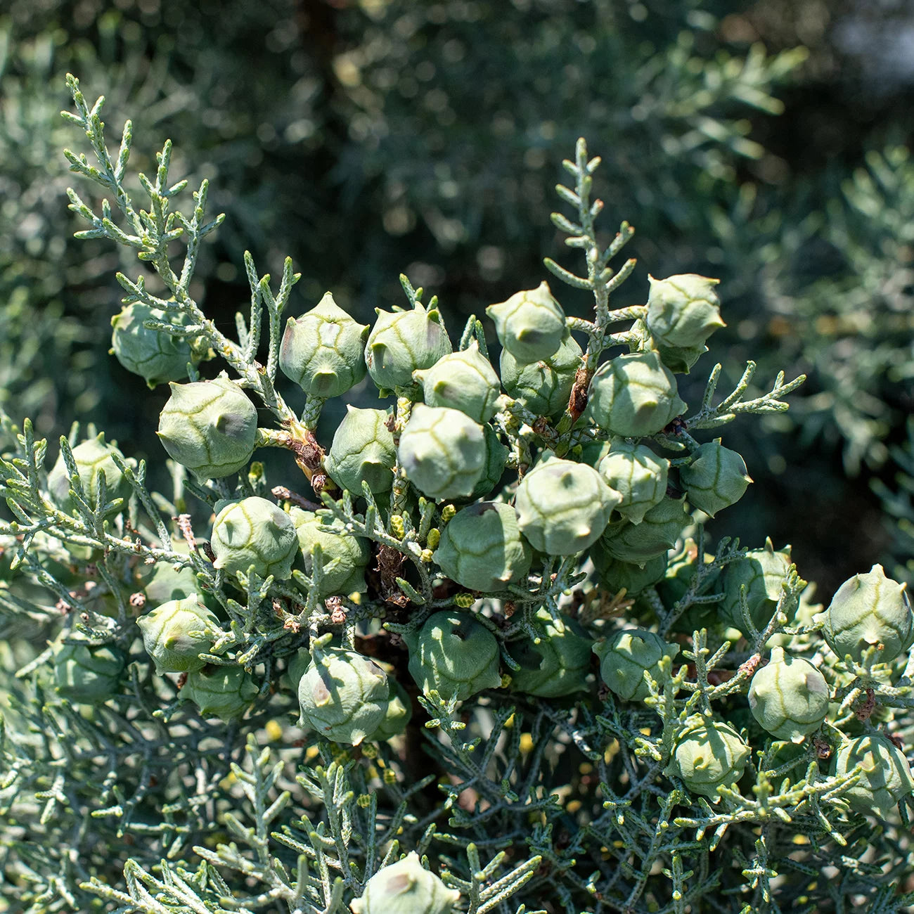 3 gal. carolina sapphire cypress tree - fast growing - unique blue green foliage