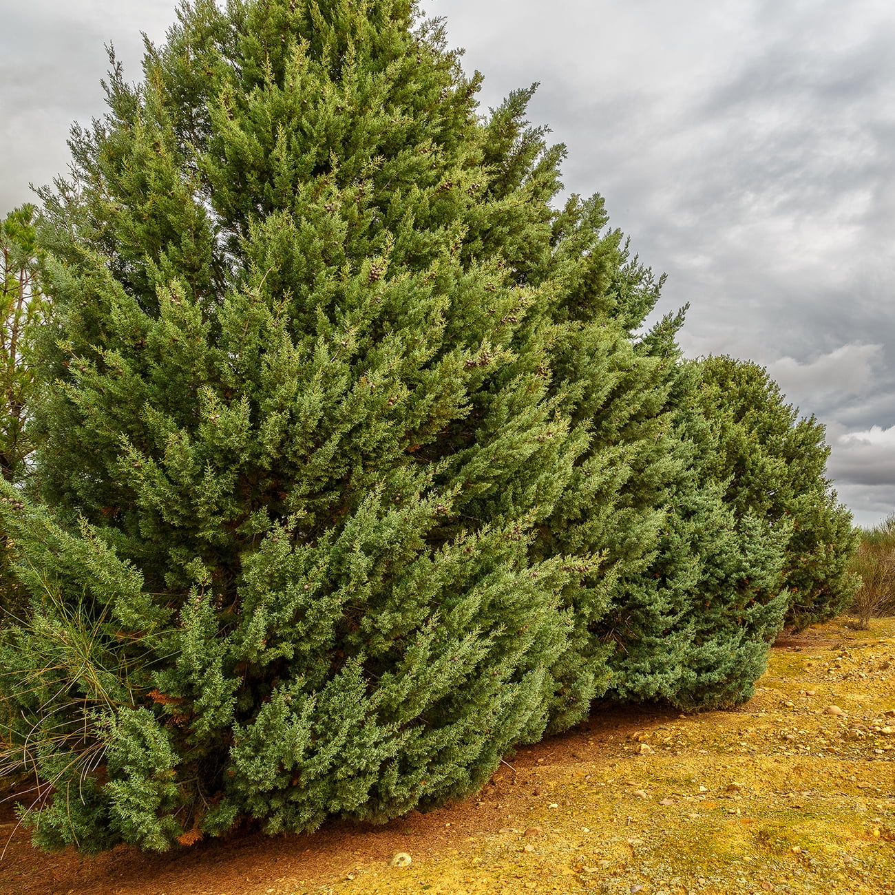 3 gal. carolina sapphire cypress tree - fast growing - unique blue green foliage