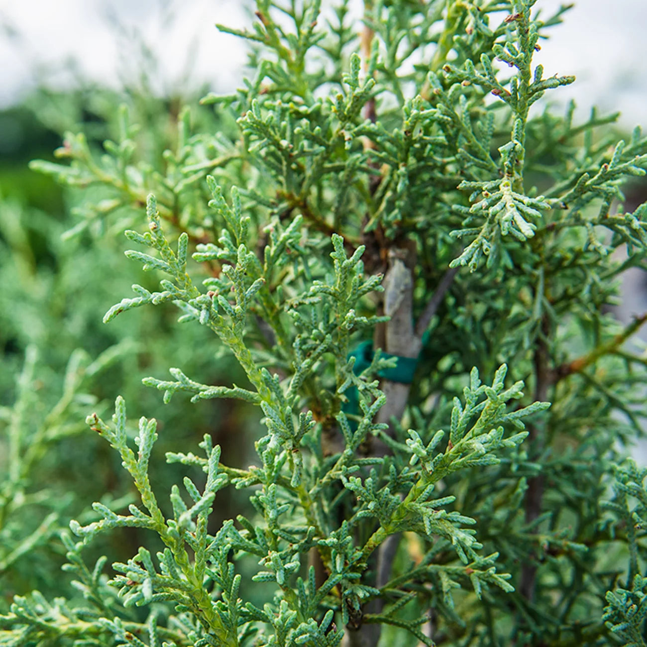 3 gal. carolina sapphire cypress tree - fast growing - unique blue green foliage