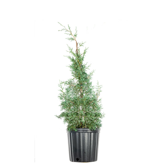 3 gal. carolina sapphire cypress tree - fast growing - unique blue green foliage