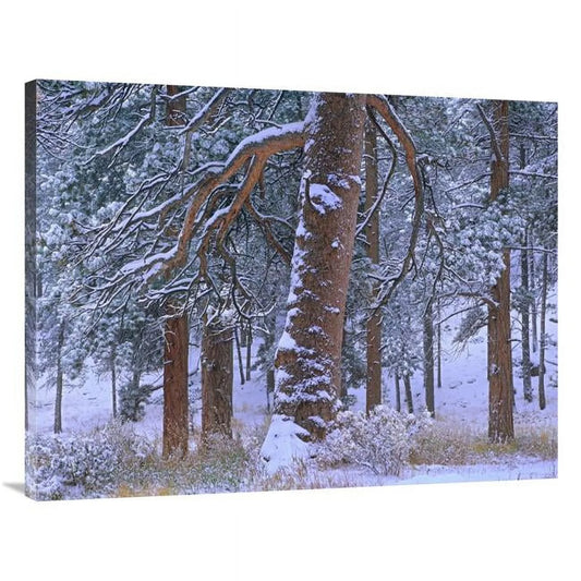 30 x 40 in. ponderosa pine trees after fresh snowfall, rocky mountain national park, colorado art print - tim fitzharris